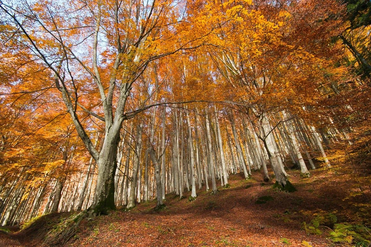 Foliage in Casentino