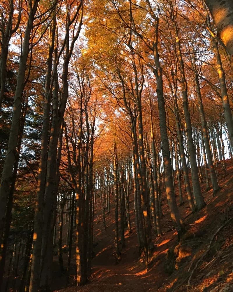 Foliage in Casentino — foto 2