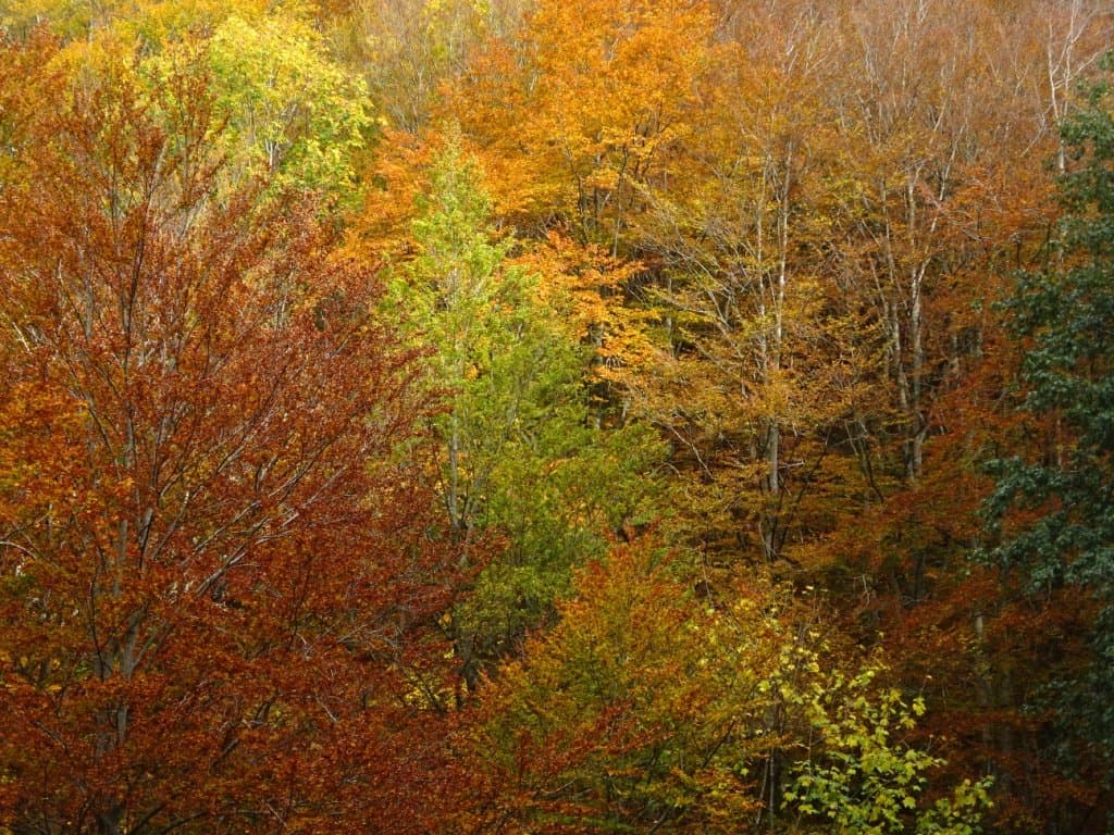 Foliage in Casentino — foto 4
