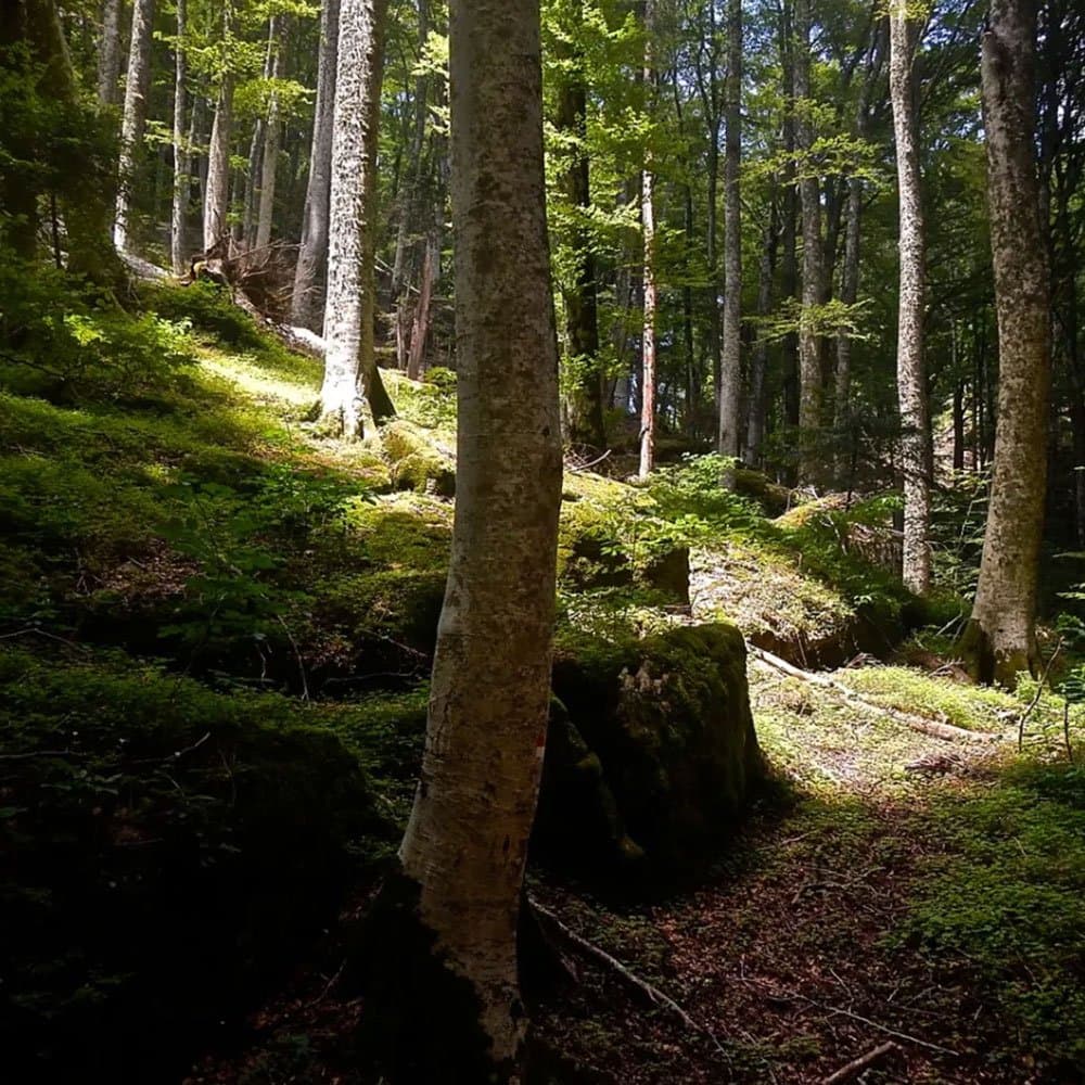 L'Eremo di Camaldoli — foto 3
